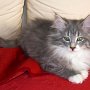 Olivia, 12 weeks