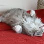 Olivia, 12 weeks