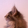 Olivia, 12 weeks