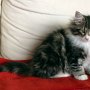 Ouriel, 12 weeks
