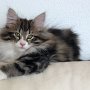 Ouriel, 12 weeks