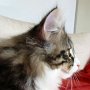 Ouriel, 12 weeks