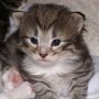 Obiwan, 17 days