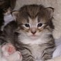 Obiwan, 17 days