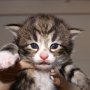 Obladi Oblada, 17 days