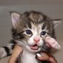 Obladi Oblada, 17 days