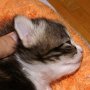 Obladi Oblada, 17 days