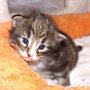 Olisbos, 17 days