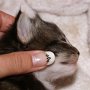 Olisbos, 17 days
