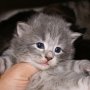 Olivia, 17 days