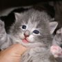 Olivia, 17 days