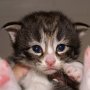 Ouriel, 17 days