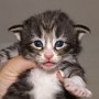 Ouriel, 17 days