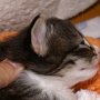 Ouriel, 17 days