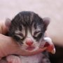 Obladi Oblada, 1 day