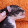 Olisbos, 1 day