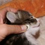 Obladi Oblada, 23 days