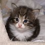 Obladi Oblada, 23 days