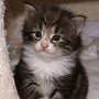 Obladi Oblada, 23 days