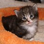 Olisbos, 23 days
