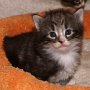 Olisbos, 23 days