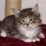 Obiwan, 4 weeks