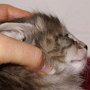 Obiwan, 4 weeks