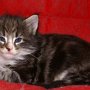 Olisbos, 4 weeks
