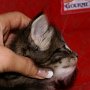 Olisbos, 4 weeks