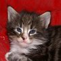 Olisbos, 4 weeks