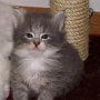 Olivia, 4 weeks