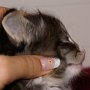 Ouriel, 4 weeks