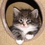 Olisbos, 5 weeks