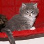 Olivia, 5 weeks