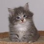 Olivia, 5 weeks