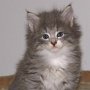 Olivia, 5 weeks
