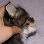 Ouriel, 5 weeks