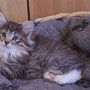 Obiwan, 7 weeks