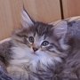 Obiwan, 7 weeks