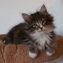 Olisbos, 7 weeks