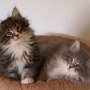 Olisbos, 7 weeks