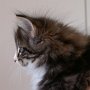 Olisbos, 7 weeks