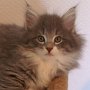 Olivia, 7 weeks