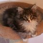 Olisbos, 9 weeks