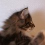 Olisbos, 9 weeks