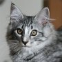 Puma, 3 months