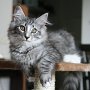 Puma, 3 months