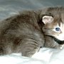 Pacific Blue, 3 weeks