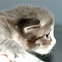Pacific Blue, 3 weeks