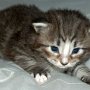 Puma, 3 weeks